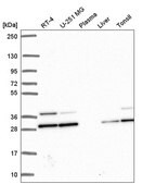 Anti-PGAM1 antibody produced in rabbit Prestige Antibodies&#174; Powered by Atlas Antibodies, affinity isolated antibody