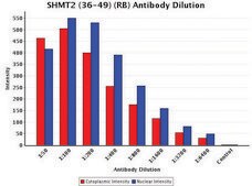 Anti-SHMT2 (36-49) antibody produced in rabbit IgG fraction of antiserum, buffered aqueous solution