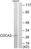 Anti-CDCA3, C-Terminal antibody produced in rabbit affinity isolated antibody