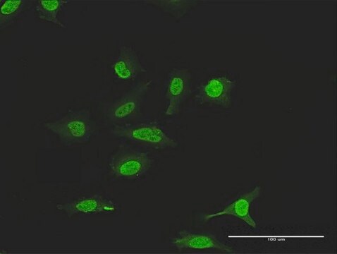 Anti-SUMO2 antibody produced in rabbit purified immunoglobulin, buffered aqueous solution