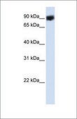 Anti-HSP90B1 antibody produced in rabbit affinity isolated antibody