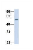 Anti-FZR1, (N-terminal) antibody produced in rabbit affinity isolated antibody
