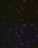 Anti-VDAC1 antibody produced in rabbit