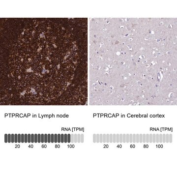 Anti-PTPRCAP antibody produced in rabbit Prestige Antibodies&#174; Powered by Atlas Antibodies, affinity isolated antibody, buffered aqueous glycerol solution