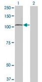 Monoclonal Anti-TLR8 antibody produced in mouse clone 4C6, purified immunoglobulin, buffered aqueous solution