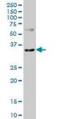Monoclonal Anti-CXCR4, (N-terminal) antibody produced in mouse clone 2G9, purified immunoglobulin, buffered aqueous solution