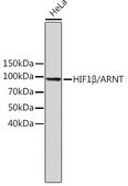 Anti-HIF1&#946;/ARNT antibody produced in rabbit