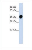 Anti-TGFB1I1 (ab1) antibody produced in rabbit affinity isolated antibody