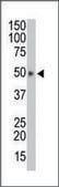 Anti-HtrA1 (C-term) antibody produced in rabbit IgG fraction of antiserum, buffered aqueous solution