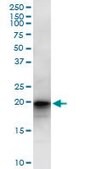 Anti-LZIC antibody produced in mouse IgG fraction of antiserum, buffered aqueous solution