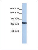 Anti-PCDH15 antibody produced in rabbit affinity isolated antibody