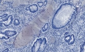 Anti-Phospho-IRF-3-(Ser396) Antibody, clone 2M20 ZooMAb® Rabbit Monoclonal recombinant, expressed in HEK 293 cells