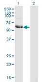 Monoclonal Anti-HSFY1, (N-terminal) antibody produced in mouse clone 1D2, purified immunoglobulin, buffered aqueous solution