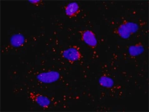 Monoclonal Anti-HLA-DQA1 antibody produced in mouse clone 1A3, purified immunoglobulin, buffered aqueous solution