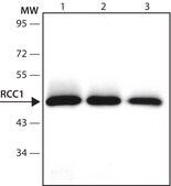 Anti-RCC1 (N-terminal) antibody produced in rabbit ~1.0 mg/mL, affinity isolated antibody