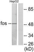 Anti-FOS antibody produced in rabbit affinity isolated antibody