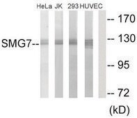 Anti-SMG7 antibody produced in rabbit affinity isolated antibody