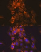 Anti-MEK1 antibody produced in rabbit