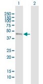 Anti-IRF9 antibody produced in mouse purified immunoglobulin, buffered aqueous solution