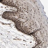 Anti-CIAO1 antibody produced in rabbit Prestige Antibodies&#174; Powered by Atlas Antibodies, affinity isolated antibody, buffered aqueous glycerol solution