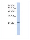 Anti-OVOL1 antibody produced in rabbit IgG fraction of antiserum