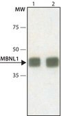 Monoclonal Anti-MBNL1 antibody produced in mouse ~1 mg/mL, clone HL 1822 (3A4-1E9), purified immunoglobulin, buffered aqueous solution