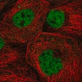 Anti-ZNF317 antibody produced in rabbit Prestige Antibodies&#174; Powered by Atlas Antibodies, affinity isolated antibody