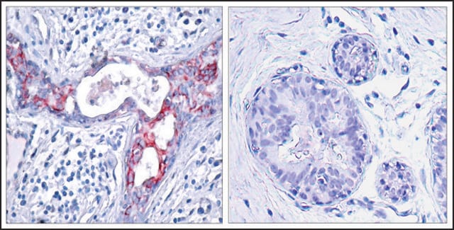 抗-磷酸化-GSK3B (pSer9) 兔抗 affinity isolated antibody