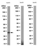 Anti-Apolipoprotein E4 (ApoE4) Antibody, clone 4E4 clone 4E4, from mouse
