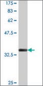 Monoclonal Anti-MARCKSL1, (C-terminal) antibody produced in mouse clone 2H5, purified immunoglobulin, buffered aqueous solution