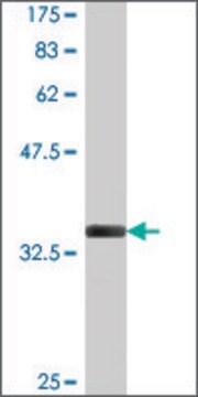 Monoclonal Anti-MARCKSL1, (C-terminal) antibody produced in mouse clone 2H5, purified immunoglobulin, buffered aqueous solution