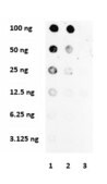 Anti-Collagen Type I Antibody from rabbit, purified by affinity chromatography