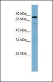 Anti-STAT3 antibody produced in rabbit affinity isolated antibody