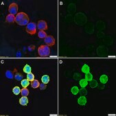 Anti-FLAG® Antibody, clone 1I8 ZooMAb® Rabbit Monoclonal recombinant, expressed in HEK 293 cells