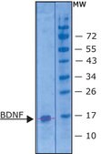 BDNF human Carrier free, recombinant, expressed in E. coli, ≥95% (SDS-PAGE), suitable for cell culture