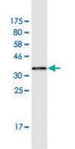 Monoclonal Anti-HMGA1 antibody produced in mouse clone 2A1, purified immunoglobulin, buffered aqueous solution