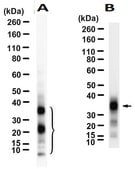 Anti-POMC Antibody, clone 2J4 ZooMAb® Rabbit Monoclonal recombinant, expressed in HEK 293 cells