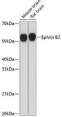 Anti-Ephrin B2 antibody produced in rabbit