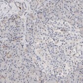 Anti-ECHDC2 antibody produced in rabbit Prestige Antibodies&#174; Powered by Atlas Antibodies, affinity isolated antibody, buffered aqueous glycerol solution, Ab2
