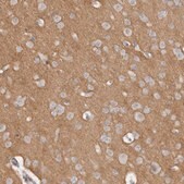 Anti-TNR antibody produced in rabbit Prestige Antibodies&#174; Powered by Atlas Antibodies, affinity isolated antibody, buffered aqueous glycerol solution, Ab2