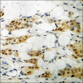 Anti-phospho-AFX (pSer197) antibody produced in rabbit affinity isolated antibody