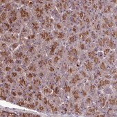Anti-KCTD16 antibody produced in rabbit Prestige Antibodies&#174; Powered by Atlas Antibodies, affinity isolated antibody, buffered aqueous glycerol solution