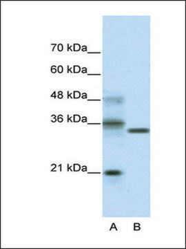 Anti-HES4 (AB1) antibody produced in rabbit IgG fraction of antiserum