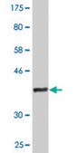 Monoclonal Anti-CD3EAP antibody produced in mouse clone 6A6, purified immunoglobulin, buffered aqueous solution