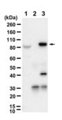 Anti-UFL1 Antibody, clone 2B9 ZooMAb® Rabbit Monoclonal recombinant, expressed in HEK 293 cells