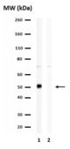 Anti-LHX2 Antibody serum, from rabbit