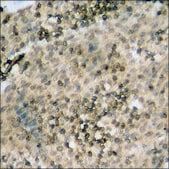 Anti-phospho-Cyclin D1 (pThr286) antibody produced in rabbit affinity isolated antibody