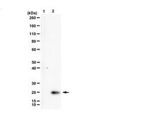 Anti-Histone H3.3 K9M from rabbit