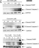 Anti-GAPDH，克隆6C5 clone 6C5, Chemicon®, from mouse