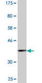 Monoclonal Anti-B3GAT3 antibody produced in mouse clone 1C11, purified immunoglobulin, buffered aqueous solution